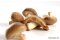 Shiitake - 100g | Bioland Deutschland